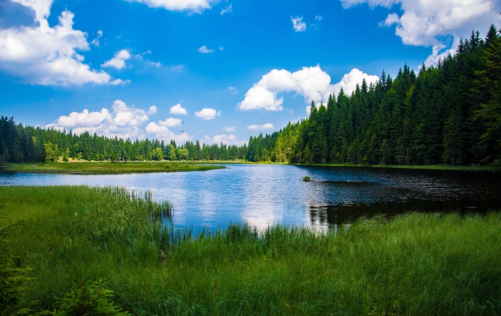 Groen landschap met water Natuur met schoon water